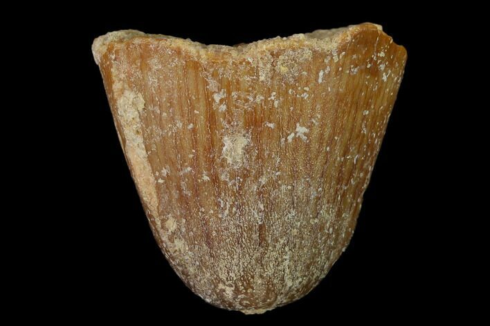 Cretaceous Fossil Crocodile Tooth - Morocco #140540